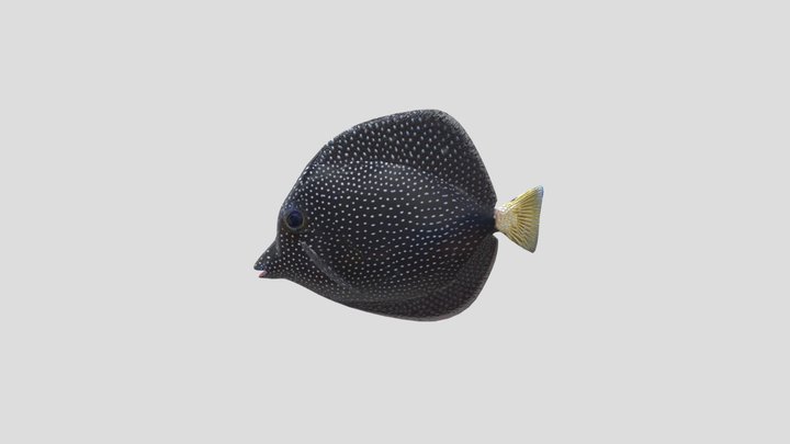 Rare Gem Tang! 3D Model