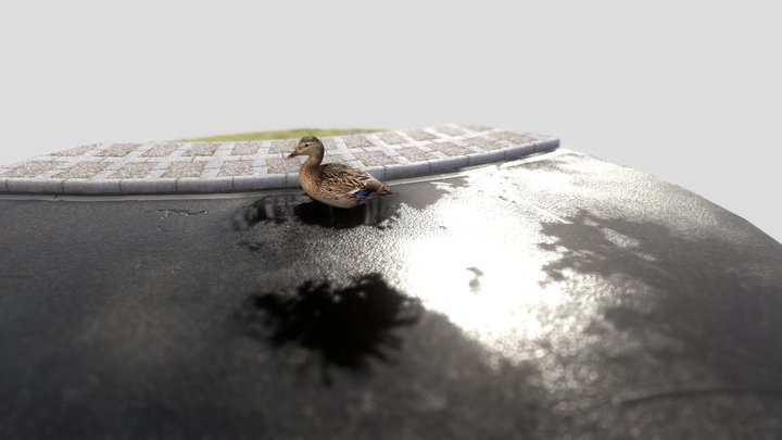 Duck in puddle 3D Model