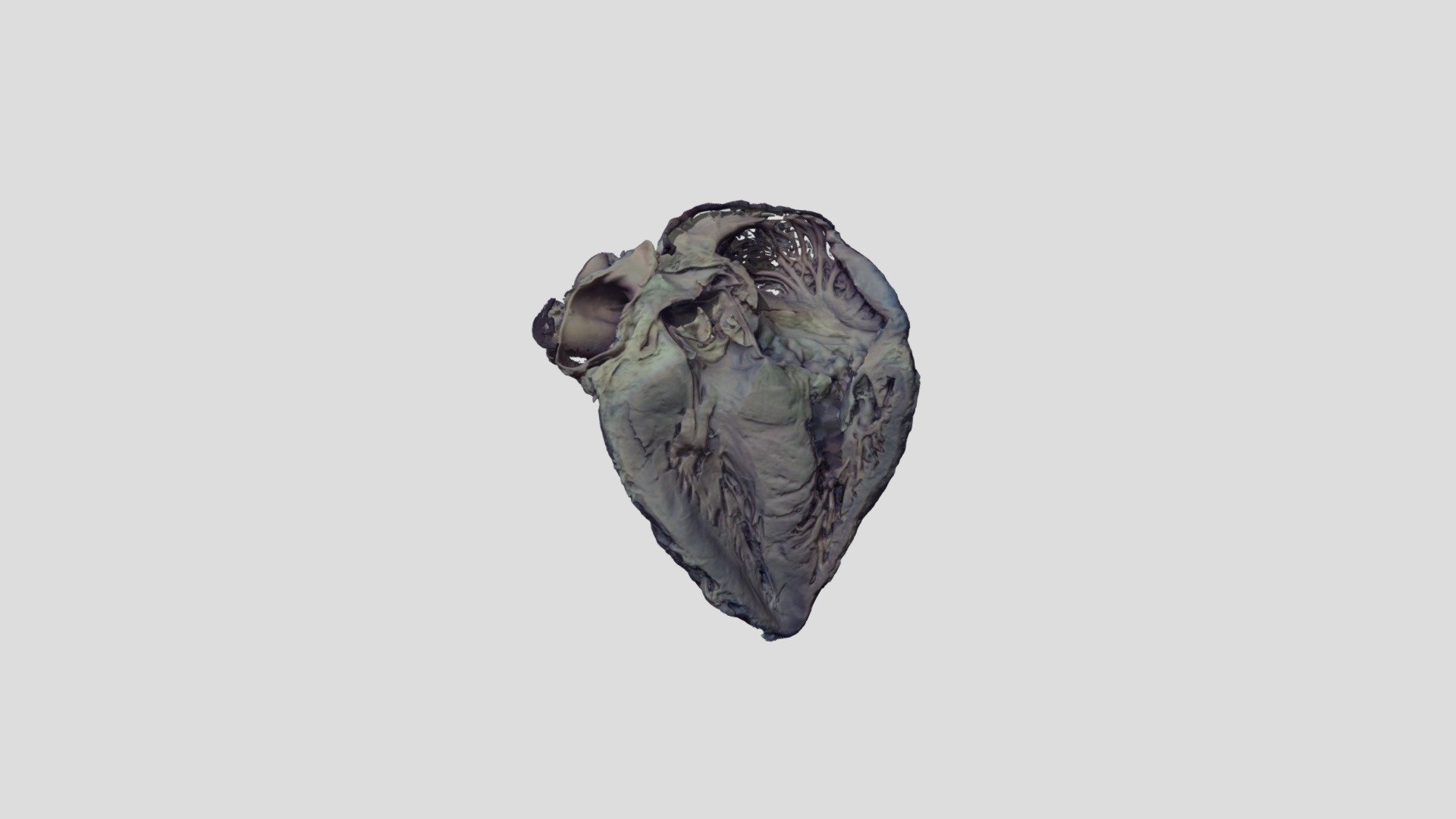 Longitudinal Cross Section Of Human Heart Ii - 3d Model By Elinabaltins 