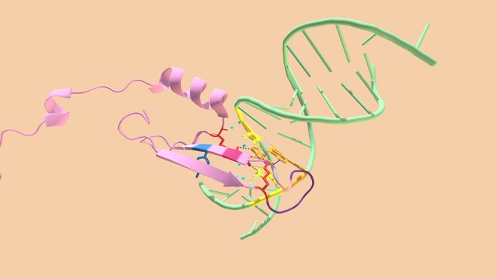 Methyl-CpG Binding Domain Protein 4 (MBD4) 3D Model