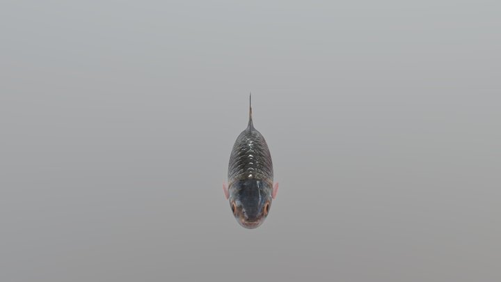 Labeo Fish (Rohu) 3D Model