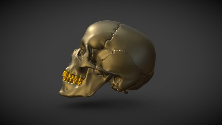 GoldenHumanSkull 3D Model