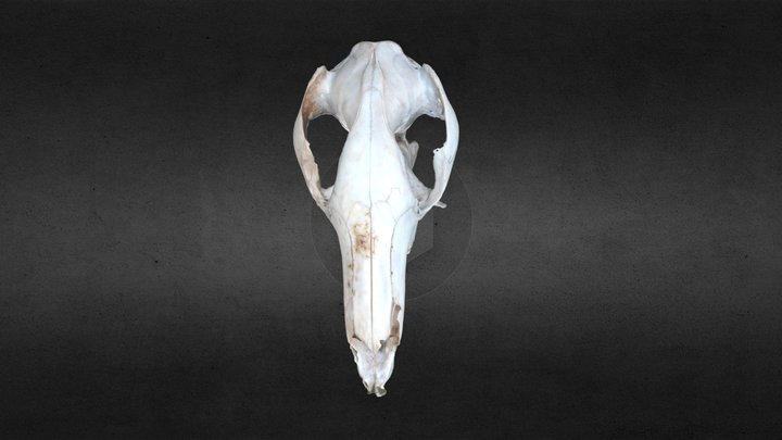Kangaroo Skull - COMMENT AND LIKE IF USED THANKS 3D Model