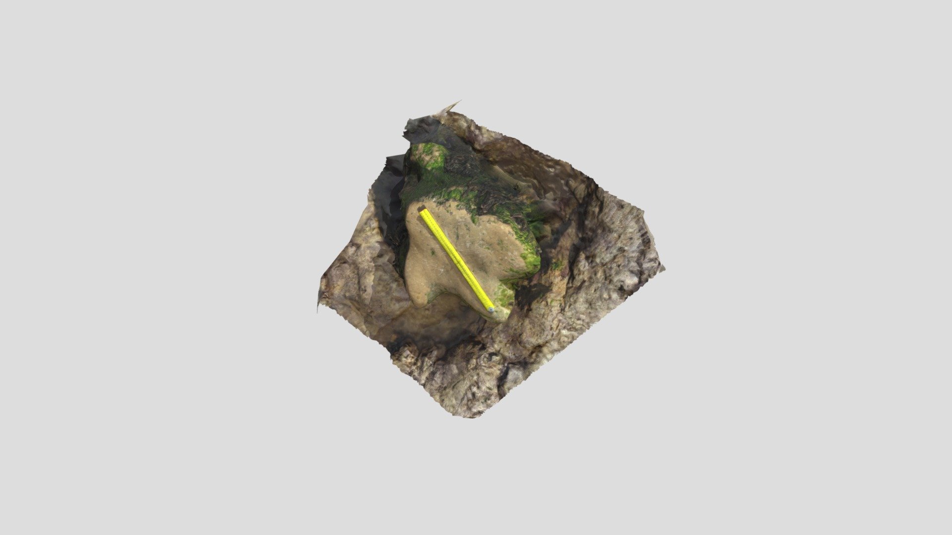Hanover Point Ornithopod Footprint