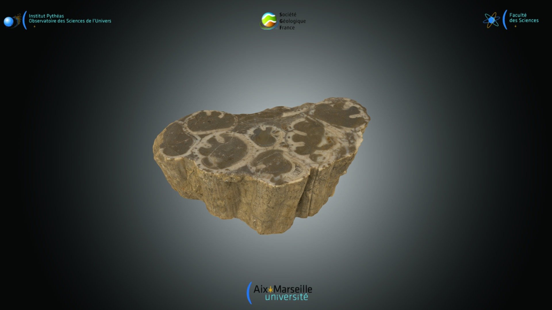 Rudistes - Download Free 3D model by Société Géologique de France ...