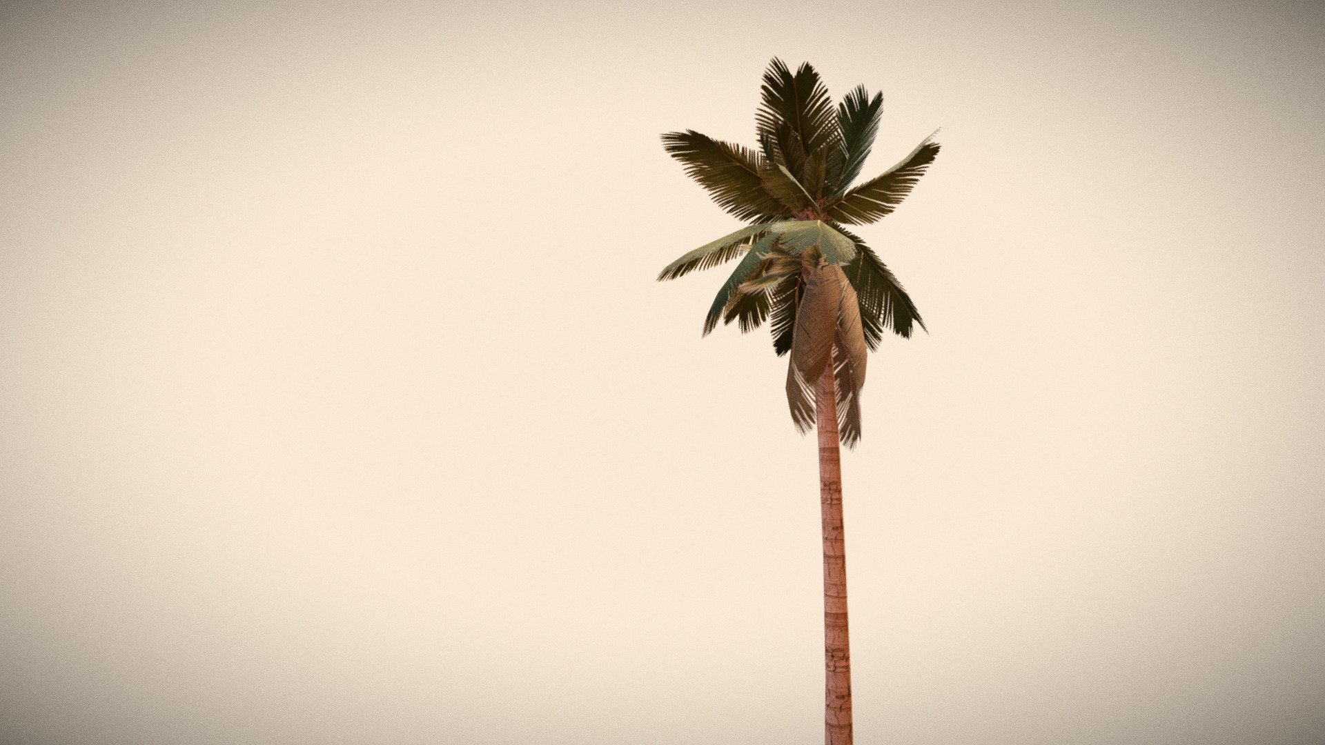 Palm Tree tall