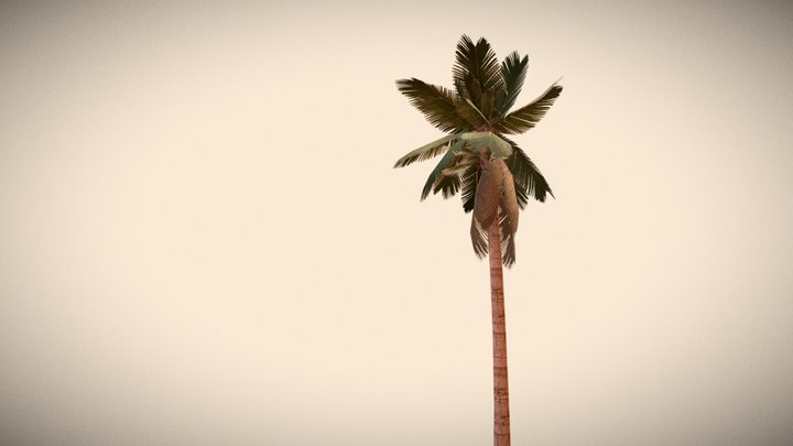 Palm Tree tall 3D Model