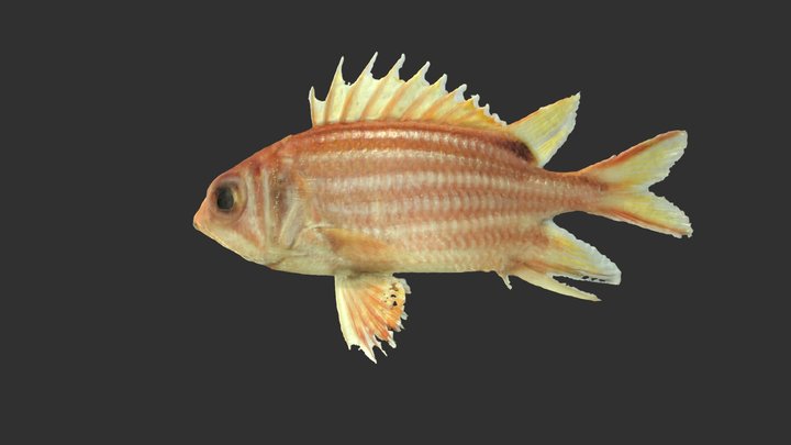 Redcoat fish 3D Model