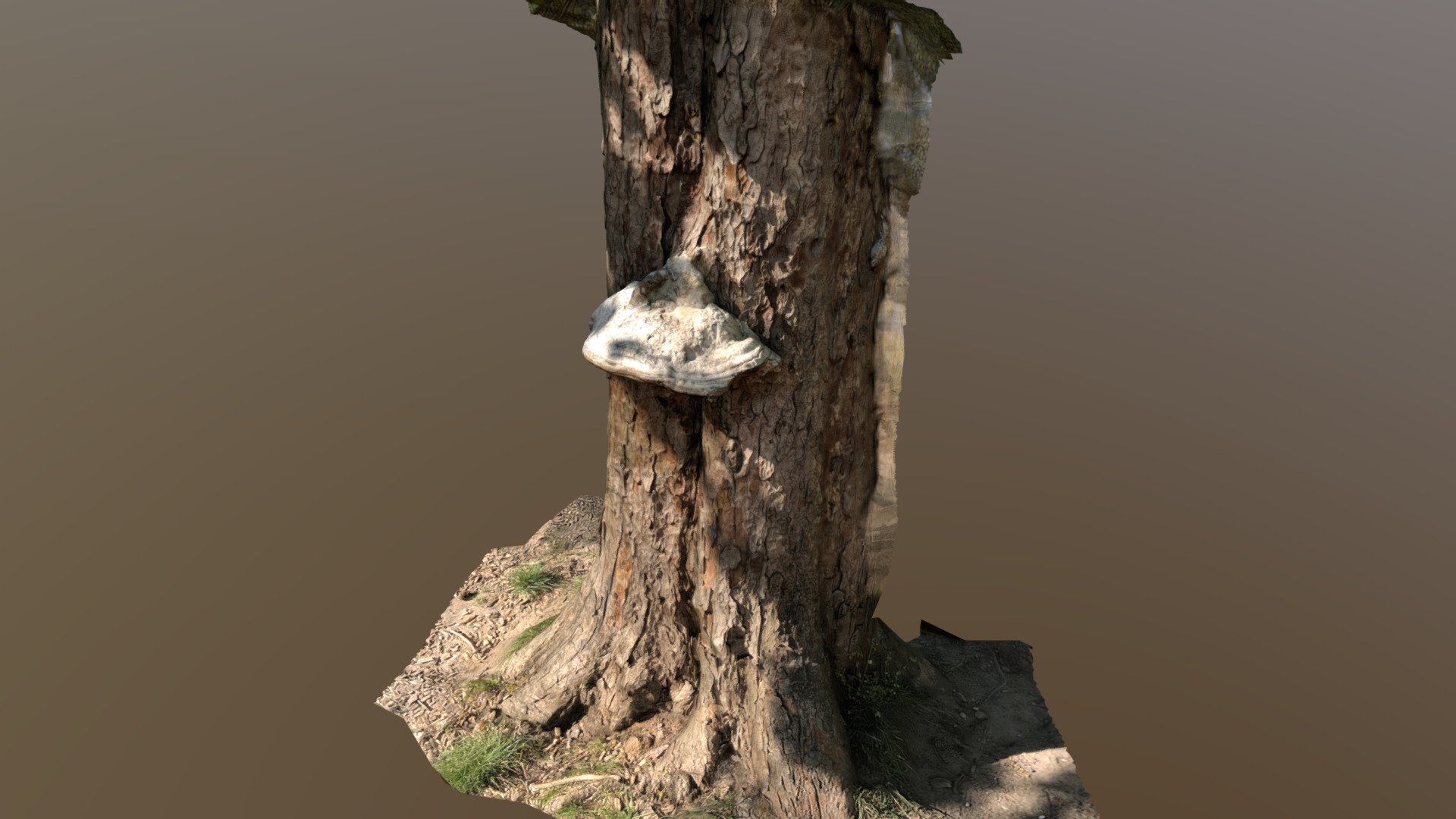 Pilz - Mushroom photogrammetry