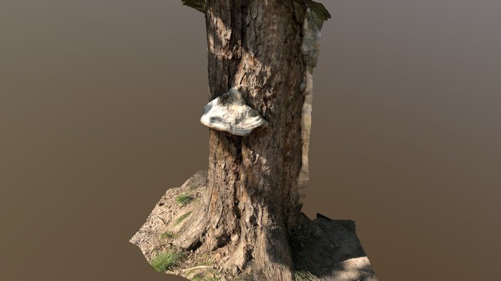 Pilz - Mushroom photogrammetry 3D Model