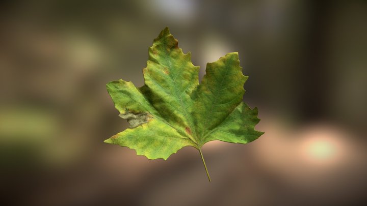 Oak Leaf 3D Model