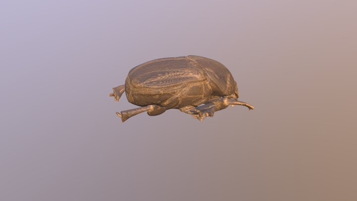Spikeysurf 3D Model