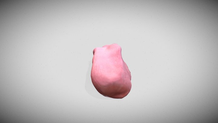 Núcleo arcuato 3D Model