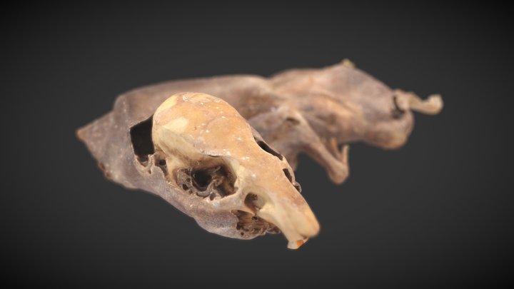 Desiccated rat 3D Model