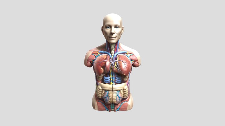 A fully  anatomy, stomach, lungs, heart. 3D Model