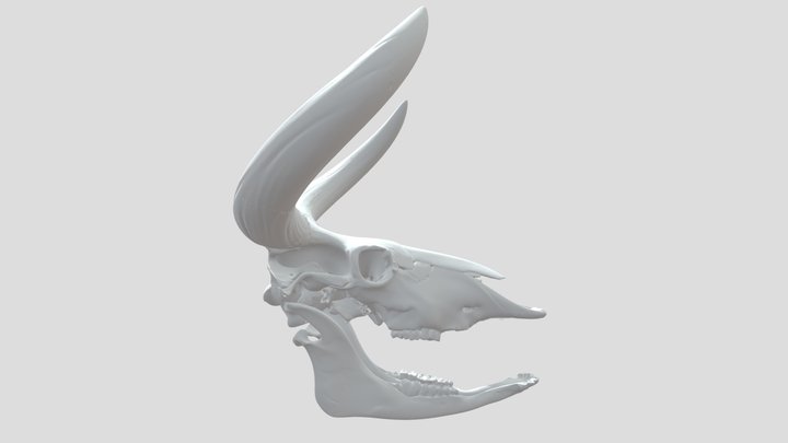 Aurochs Skull – Kostenloses 3D-Modell STL