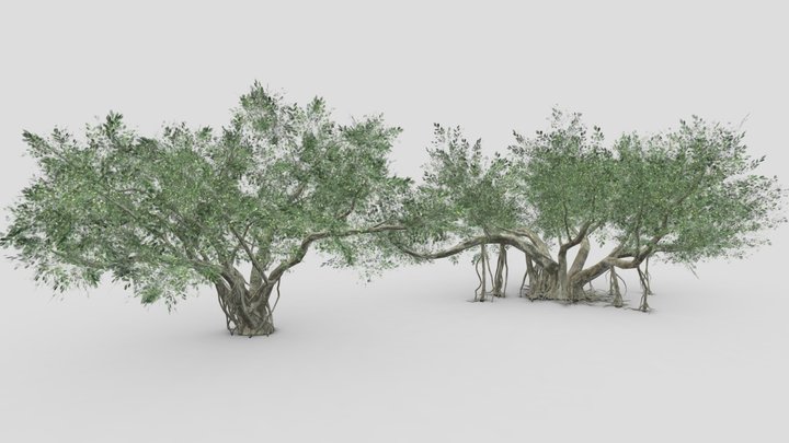 Chinese Banyan Tree- Pack- 01 3D Model