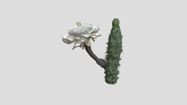 Desert Blossom 3D Model