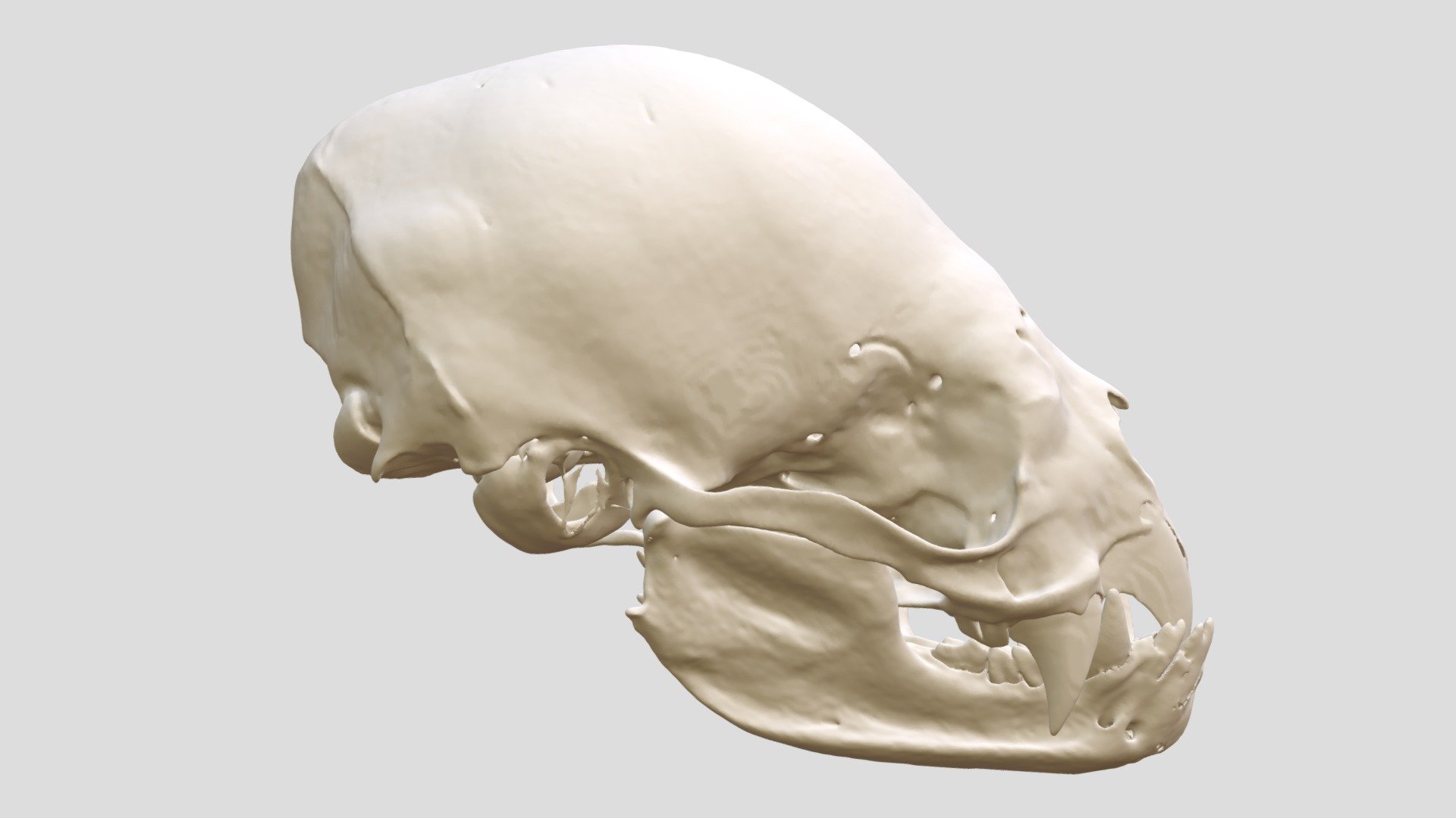 Desmodus rotundus (MSB:Mamm:155920)