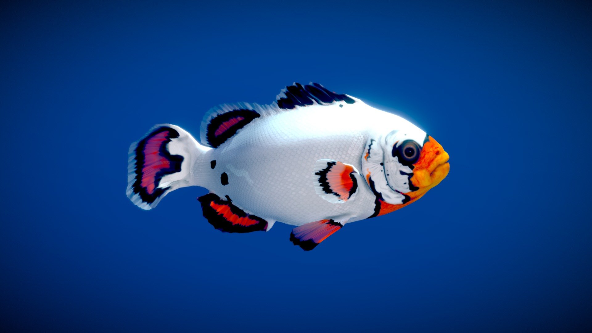 Flurry Clownfish - Buy Royalty Free 3D model by Nestaeric [559427c ...