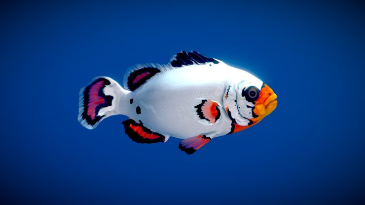 Flurry Clownfish 3D Model