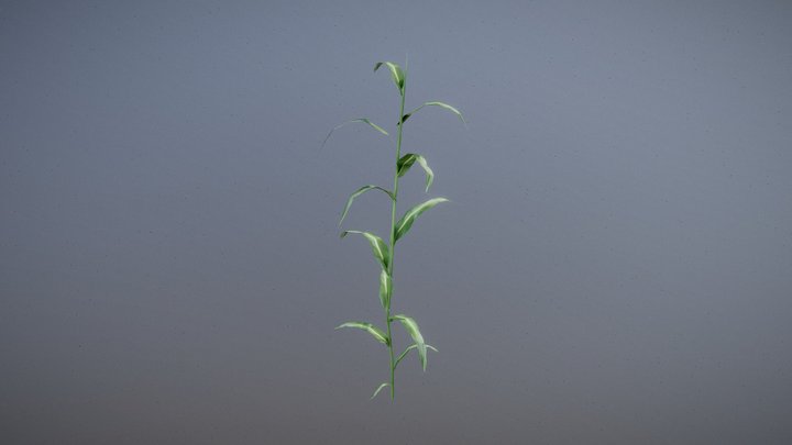 Corn (Mid-Growth) 3D Model