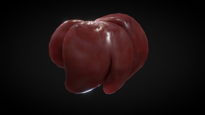 Pig liver and gallbladder 3D Model