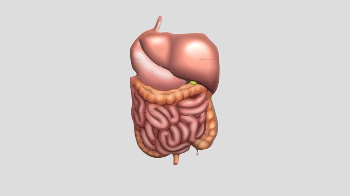 3D Organ tubuh Manusia 3D Model