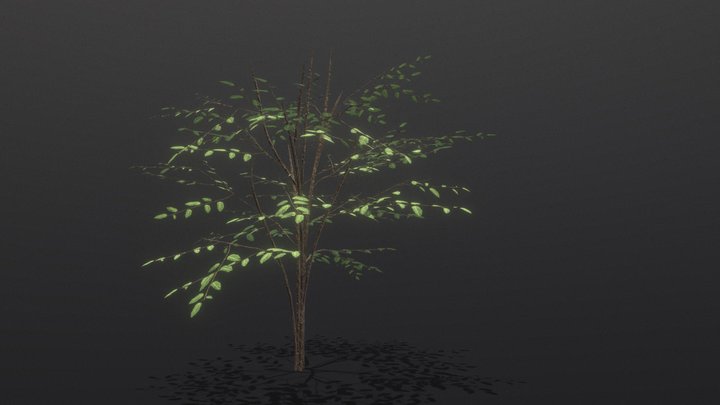 Medium_tree_A 3D Model