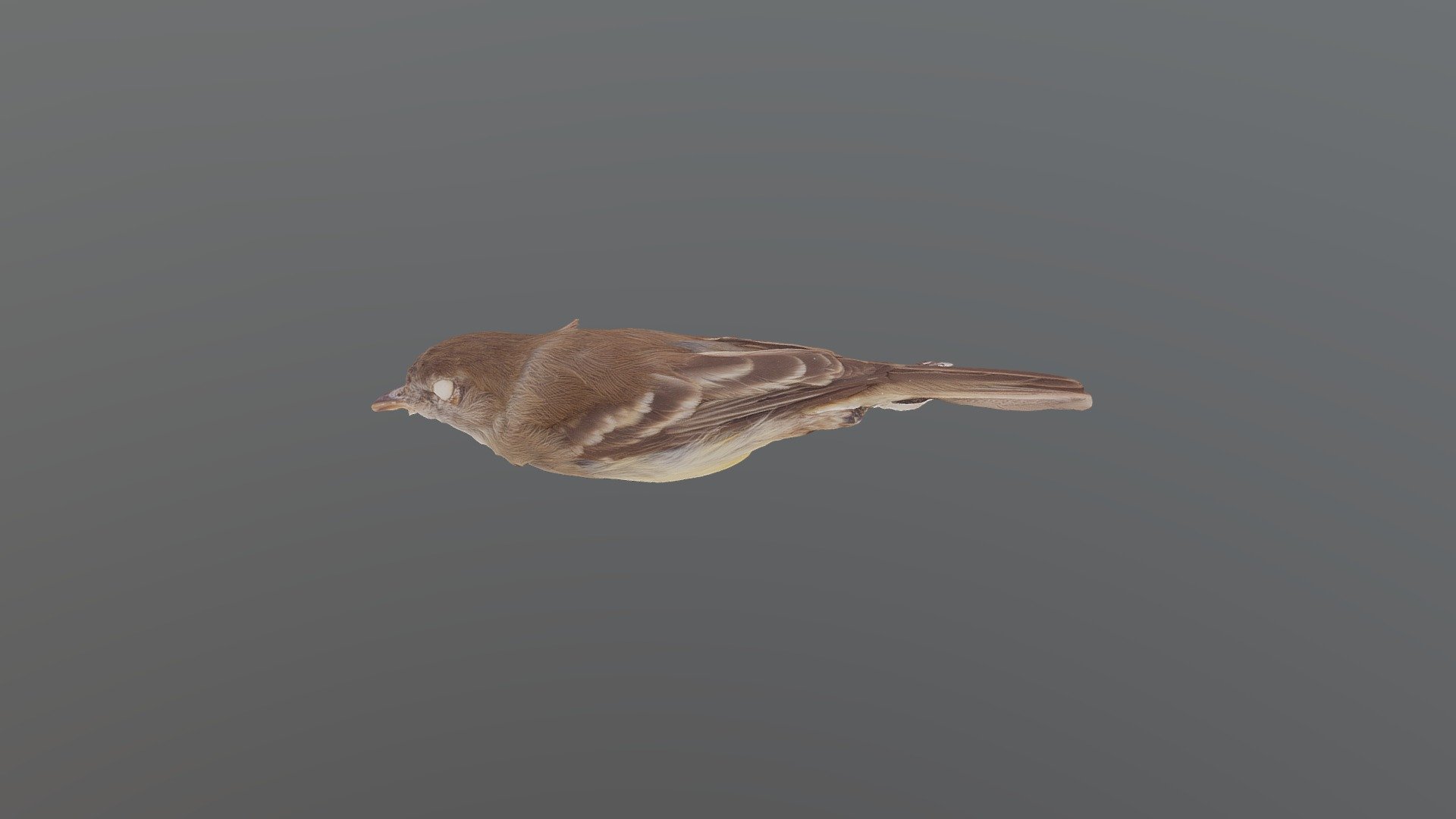 Southern Beardless Tyrannulet - Mecocerculus....