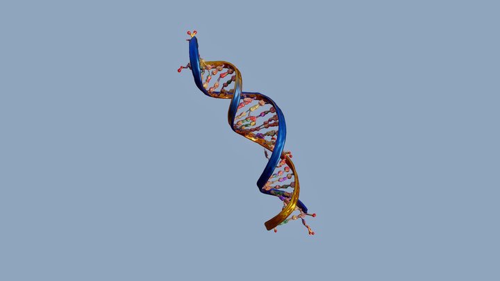 Dna 3D models - Sketchfab
