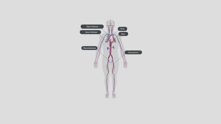 3D Model_ Venen 3D Model