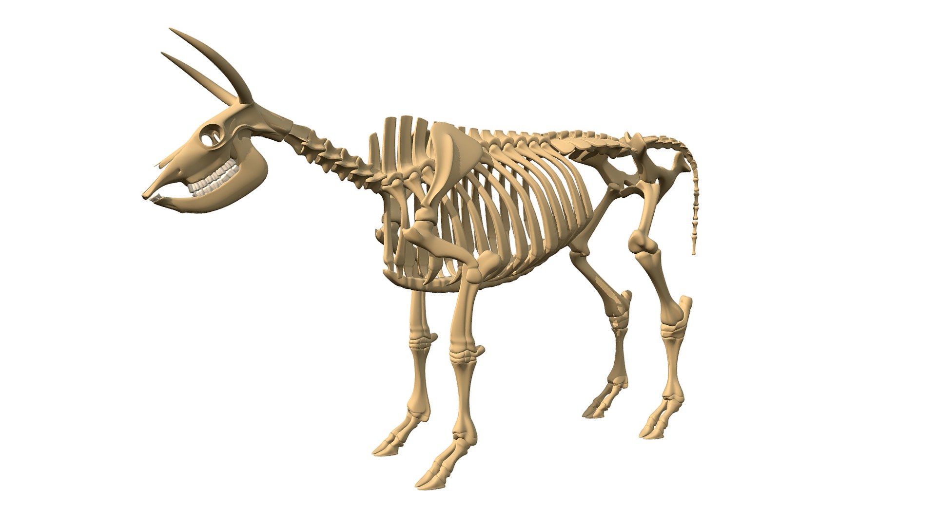 Cow Skeleton Buy Royalty Free 3d Model By 3dhorse 3dhorse