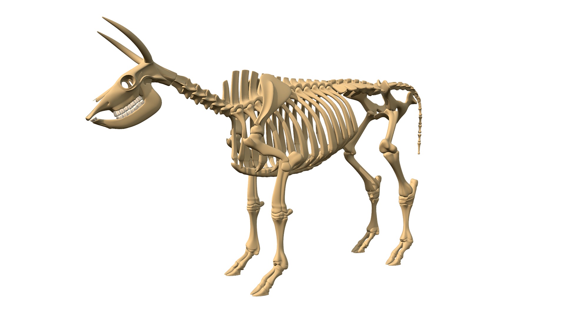 3D model Cow Skeleton - This is a 3D model of the Cow Skeleton. The 3D model is about a small wooden horse.