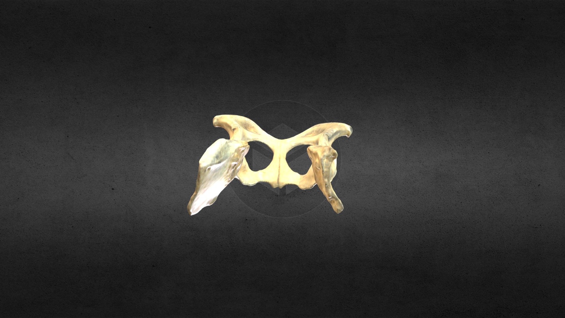 MSCC084 Vulpes vulpes Pelvis