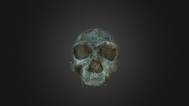 Homo ergaster 3D Model
