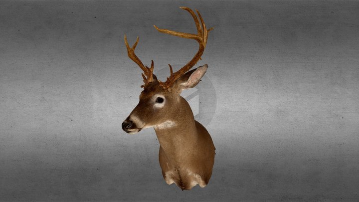 Whitetail Deer Mount 2010 3D Model