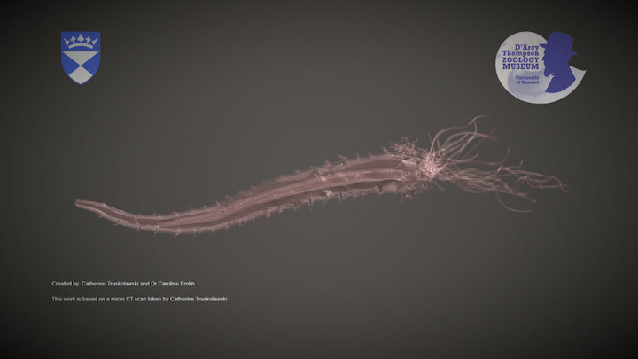Blaschka Glass Model of a Sand Mason Worm – Kostenloses 3D-Modell STL