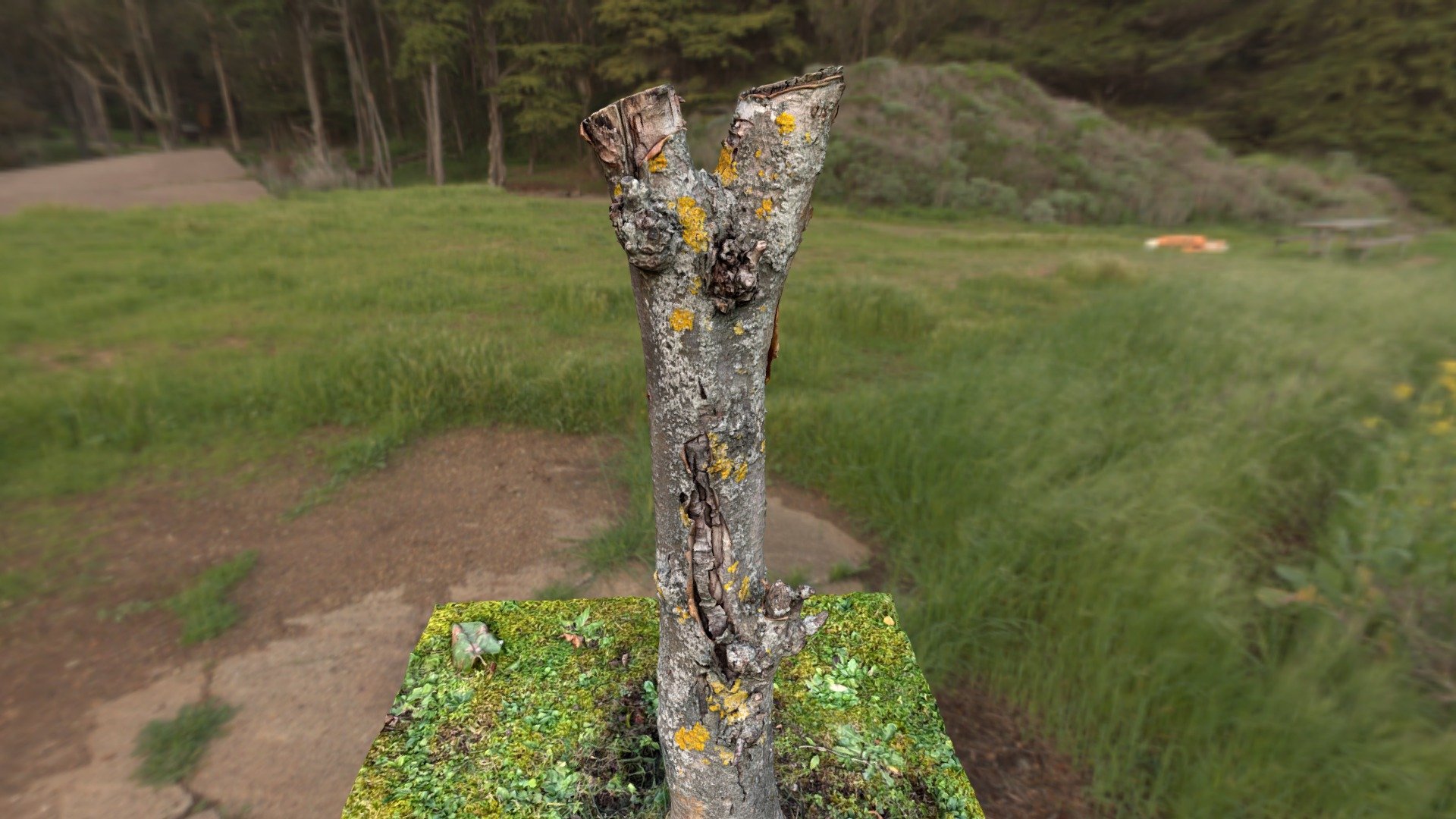 HQ little tree trunk