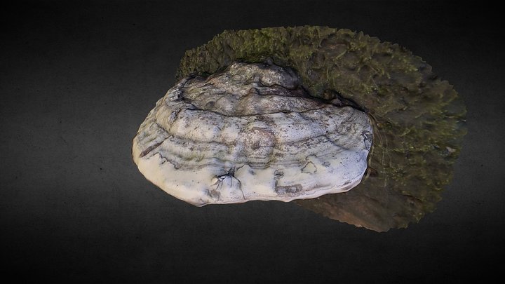 White Shroom 3D Model