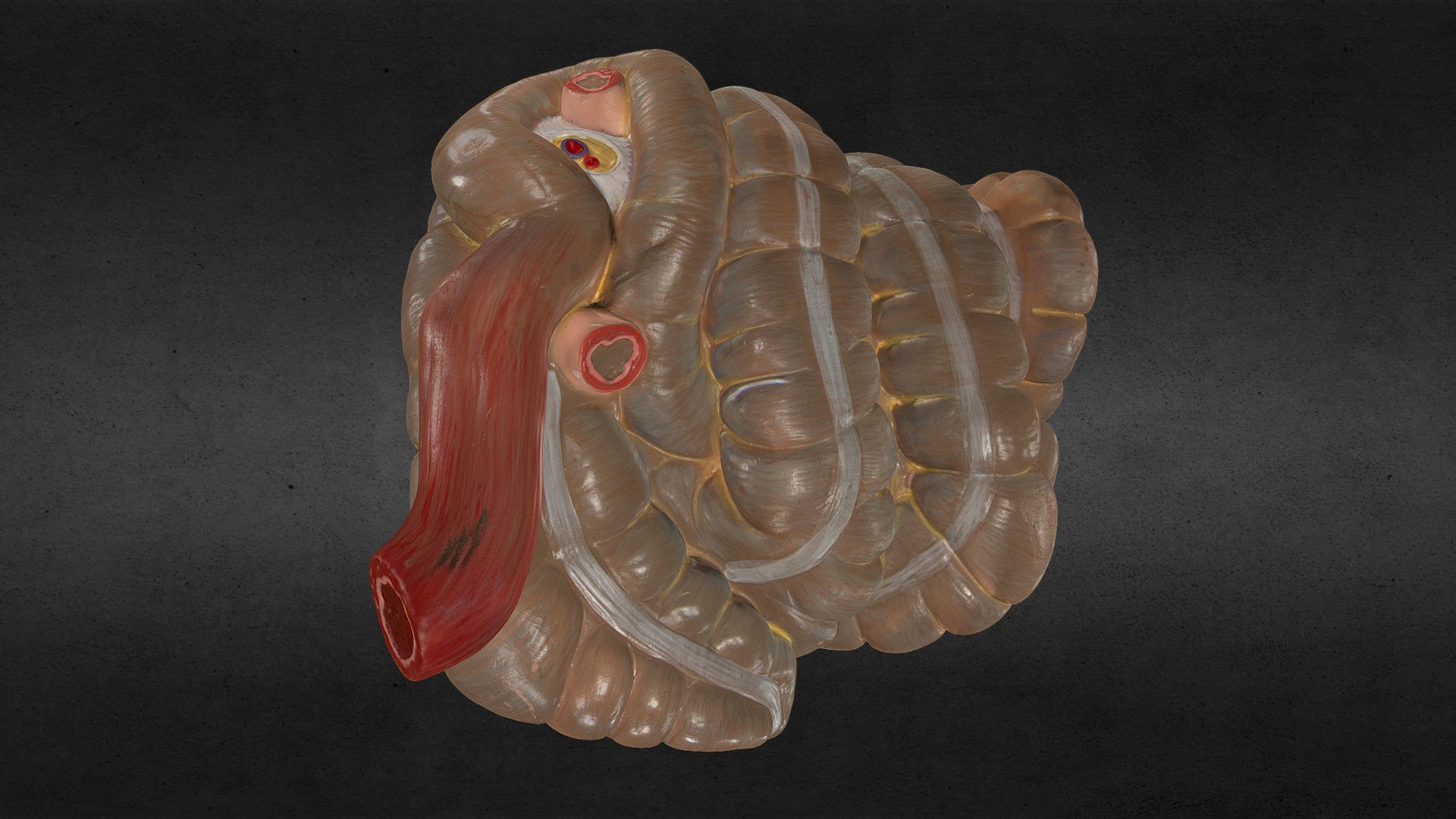 Pig Intestines 3D model by Scott (interstellar_simian) [55bf1d2