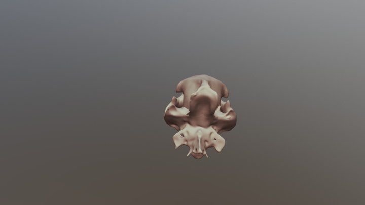 Peccary Skull 3D Model