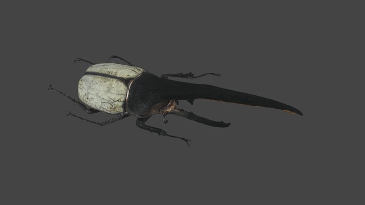 ヘラクレスオオカブト 3D Model
