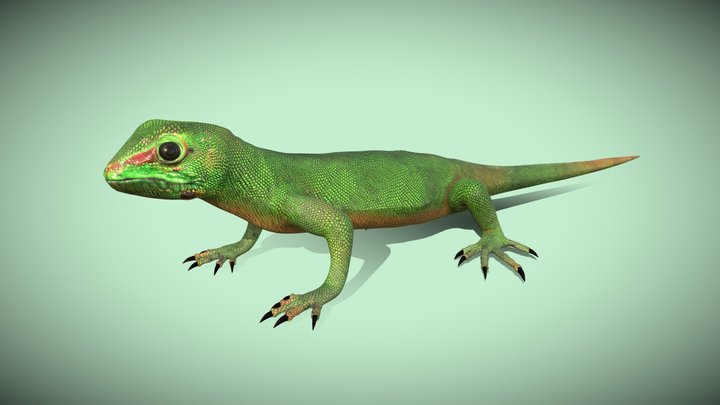 Garden Lizard 3D Model