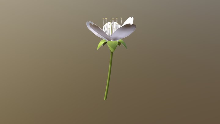 Fleur De Cerasus Vulgaris 3D Model
