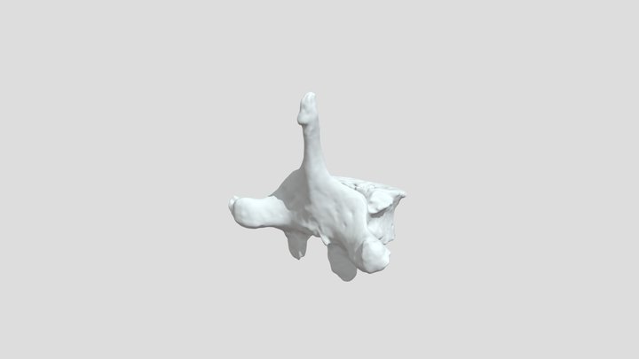 Vértebra torácica humana 3D Model
