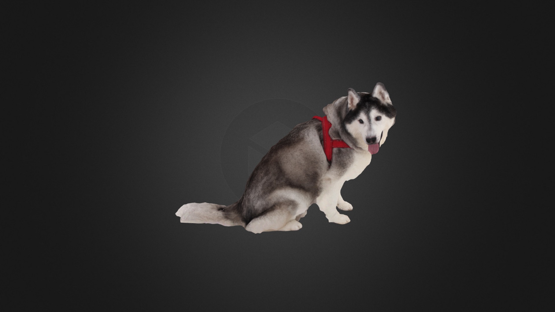 3D model Scanned Husky Dog 898 - This is a 3D model of the Scanned Husky Dog 898. The 3D model is about a dog with a red collar.