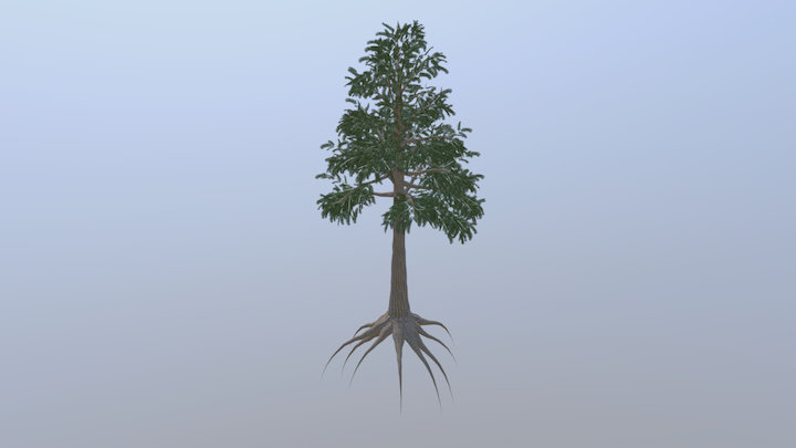 Archaeopteris 3D Model