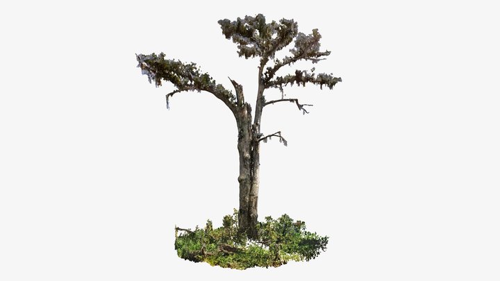 Monarch of the Swamp 3D Model