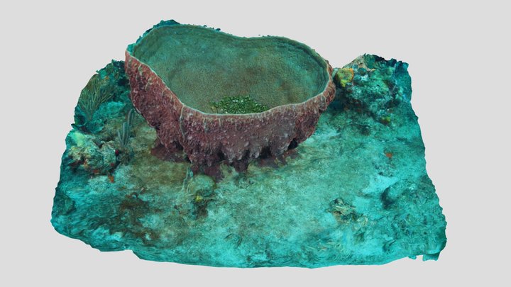 Caribbean barel sponge 3D Model